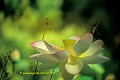 J-J. POIRAULT nelumbonacees fleurs roses jardins botanique flore aquatique europe france languedoc montpellier inde 