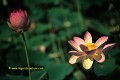 J-J. POIRAULT nelumbonacees fleurs roses jardins botanique flore aquatique europe france languedoc montpellier inde 