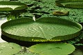 J-J. POIRAULT nympheacees jardins botanique serres flore aquatique europe france languedoc montpellier argentine paraguay bolivie 