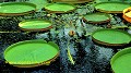 J-J. POIRAULT nympheacees jardins botanique serres flore aquatique europe france languedoc montpellier argentine paraguay bolivie 