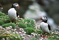 Anne VAISSIERE faune oiseaux mers oceans atlantique nord alcides adultes faces couple poses fleurs portraits armeria maritima habitat iles archipels noss shetland ecosse royaume unis 