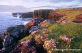 Loïc VAISSIERE rivages littoral littoraux paysages naturels fleurs armeria maritimes maritima rochers falaises roches herbes couchers soleil soir basalte volcaniques roses rouges mers oceans atlantique nord ouest iles archipels shetland ecosse royaume unis 