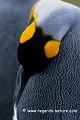Loïc VAISSIERE oiseaux spheniscides faune adultes royaux iles archipels malouines falkland royaume uni amerique oceans atlantique sud 