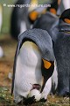 Loïc VAISSIERE oiseaux spheniscides faune colonies adultes couvaisons oeufs royal iles archipels malouines falkland royaume uni amerique oceans atlantique sud 