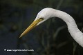 loic VAISSIERE faune nourritures affuts profils adultes portraist seul solitaires oiseaux marais echassiers ardeides keoladeo park bharatpur rajasthan inde asie 