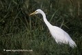 loic VAISSIERE faune herbes nourritures affuts poses profils adultes seul solitaires oiseaux marais echassiers ardeides keoladeo park bharatpur rajasthan inde asie 