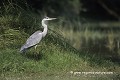 Loïc VAISSIERE faune nourritures poses sols berges etangs profils adultes portraits seul solitaires oiseaux marais echassiers ardeides keoladeo park bharatpur rajasthan inde asie 