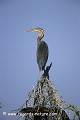 Loïc VAISSIERE faune surveillances poses promontoires profils adultes portraits seul solitaires oiseaux marais echassiers ardeides keoladeo park bharatpur rajasthan inde asie 