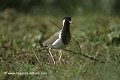 Loïc VAISSIERE faune pres prairies poses sols faces adultes portraits seul solitaires marais oiseaux charadriides keoladeo park bharatpur rajasthan inde asie 