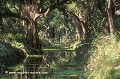 Loïc VAISSIERE paysages marais rivieres habitats lumieres soleil verts jaunes arbres buissons herbes forets keoladeo park rajasthan inde asie 
