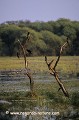 Loïc VAISSIERE paysages marais marecages habitats lumieres soirs couchers soleil keoladeo park rajasthan inde asie 
