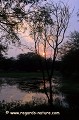 Loïc VAISSIERE paysages marecages arbres habitats lumieres soirs keoladeo park rajasthan inde asie 