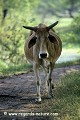 Loïc VAISSIERE campagnes lumieres keoladeo park  rajasthan inde asie 