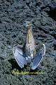 J-J. POIRAULT faune oiseaux ardeides herons echassiers portraits faces debouts sechages ailes poses laves adultes seul solitaires rivages mers iles archipels puerto egas san salvador galapagos equateur amerique sud oceans pacifique 