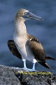 J-J. POIRAULT faune oiseaux sulides pattes repos profils debout poses rochers adultes seul solitaires rivages mers iles archipels plaza galapagos equateur amerique sud oceans pacifique 