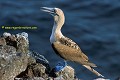 J-J. POIRAULT faune oiseaux sulides pattes repos profils debout poses rochers adultes seul solitaires rivages mers iles archipels plaza galapagos equateur amerique sud oceans pacifique 