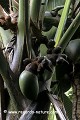 Loïc VAISSIERE plantes arecacees endemiques vegetation arbres palmiers fleurs fruits fesses verts oceans indien iles archipels forets vallees mai praslin seychelles afrique 