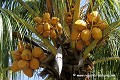 Loïc VAISSIERE plantes arecacees endemiques vegetation arbres palmiers fleurs fruits fesses orange oceans indien iles archipels forets vallees mai praslin seychelles afrique 