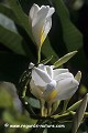 Loïc VAISSIERE plantes apocynacees vegetation groupes blanches ciels bleus oceans indien mers iles archipels jardins praslin seychelles afrique 