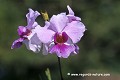 Loïc VAISSIERE plantes orchidacees vegetation portraits fleurs roses mauves oceans indien mers iles archipels jardins mahe seychelles afrique 