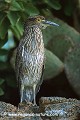 Loïc VAISSIERE faune oiseaux ardeides herons echassiers portraits repos profils debout poses rochers seul solitaires iles archipels genovesa galapagos equateur amerique sud oceans pacifique 