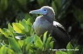 Loïc VAISSIERE faune oiseaux sulides pattes jeunes portraits repos nids habitat profils couches branches seul solitaires mers iles archipels genovesa galapagos equateur amerique sud oceans pacifique 