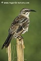 Loïc VAISSIERE faune oiseaux mimides endemiques portraits surveillances profils debout poses adultes seul solitaires iles archipels gardner bay espagnola equateur amerique sud oceans pacifique 