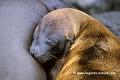 Loïc VAISSIERE faune mammiferes otariides marins portraits nourriture tetees couches meres jeunes rivages mers iles archipels plaza galapagos equateur amerique sud oceans pacifique 