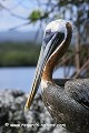 J-J. POIRAULT faune oiseaux pelecanides portraits repos profils poses rochers adultes seul solitaires rivages mers iles archipels caleta tortuga negra santa cruz galapagos equateur amerique sud oceans pacifique 