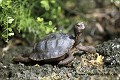 J-J. POIRAULT faune reptiles testudunides endemiques portraits profils poses seul solitaires terrestres iles archipels darwin puerto ayora santa cruz galapagos equateur amerique sud oceans pacifique 