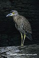 Loïc VAISSIERE faune oiseaux ardeides herons echassiers portraits repos profils debout poses rochers seul solitaires iles archipels espagnola galapagos equateur amerique sud oceans pacifique 