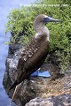 Loïc VAISSIERE faune oiseaux sulides pattes repos profils debout poses rochers adultes seul solitaires rivages mers iles archipels plaza galapagos equateur amerique sud oceans pacifique 