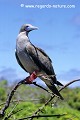 Loïc VAISSIERE faune oiseaux sulides pattes adultes portraits repos profils poses branches seul solitaires mers iles archipels genovesa galapagos equateur amerique sud oceans pacifique 