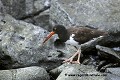 Loïc VAISSIERE faune oiseaux haematopodidés portraits nourritures profils debout marches rochers adultes seul solitaires mers iles espagnola archipel galapagos equateur sud oceans pacifique 