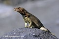 Loïc VAISSIERE faune reptiles tropidurides endemiques portraits profils poses rochers adultes seule solitaires iles espagnola archipels galapagos equateur amerique sud oceans pacifique 
