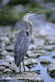 Loïc VAISSIERE faune oiseaux ardeides portraits profils debouts surveillances poses cailloux adultes solitaires terrestres iles plaza archipels galapagos equateur amerique sud oceans pacifique 