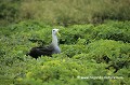Loïc VAISSIERE faune oiseaux diomédéidés mers faces poses vegetations adultes seul solitaires endemiques rivages iles archipels espagnola equateur amerique sud oceans pacifique 