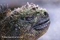 Loïc VAISSIERE faune reptiles iguanides endemiques portraits repos profils adultes rivages mers iles archipels punta espinoza fernandina galapagos equateur amerique sud oceans pacifique 