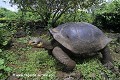 Loïc VAISSIERE faune reptiles testudunides endemiques portraits profils seul solitaires adultes terrestres iles archipels darwin puerto ayora santa cruz equateur amerique sud oceans pacifique 