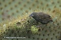 Loïc VAISSIERE faune oiseaux thraupides endemiques portraits nourritures profils debouts poses adultes seul solitaires terrestres iles plaza archipels galapagos equateur amerique sud oceans pacifique 