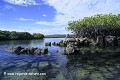 Loïc VAISSIERE vegetations plantes paletuviers rouges rhizophora littoral littoraux eaux pelicans iles archipels galapagos equateur amerique sud oceans pacifique 