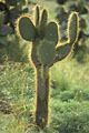 Loïc VAISSIERE plantes contres jours verts epines jaunes iles archipels galapagos equateur amerique sud oceans pacifique 