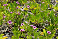 Loïc VAISSIERE plantes convolvulacees ipomoea fleurs roses littoral littoraux mangroves eaux verts iles archipels galapagos equateur amerique sud oceans pacifique 