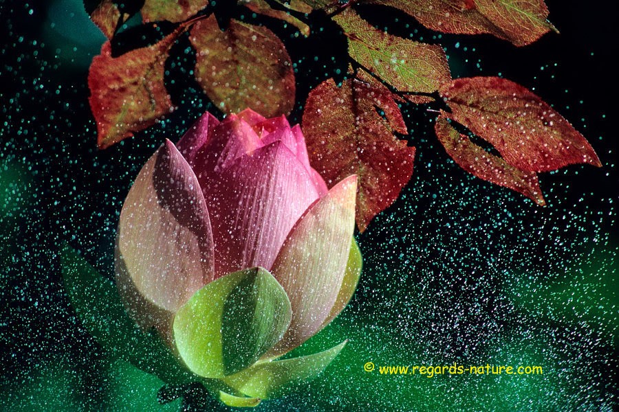 Lotus d’Asie - surimpression<br>(Nelumbo nucifera)