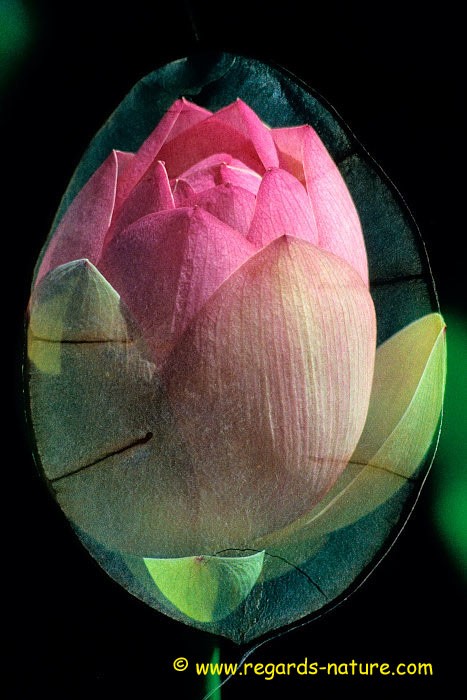 Lotus d’Asie - surimpression<br>(Nelumbo nucifera)