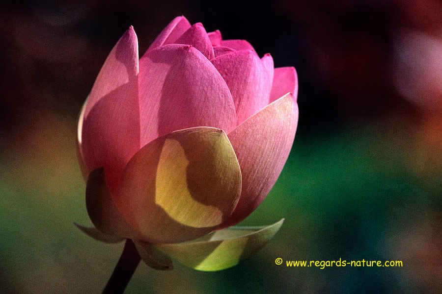 Lotus d’Asie - surimpression<br>(Nelumbo nucifera)