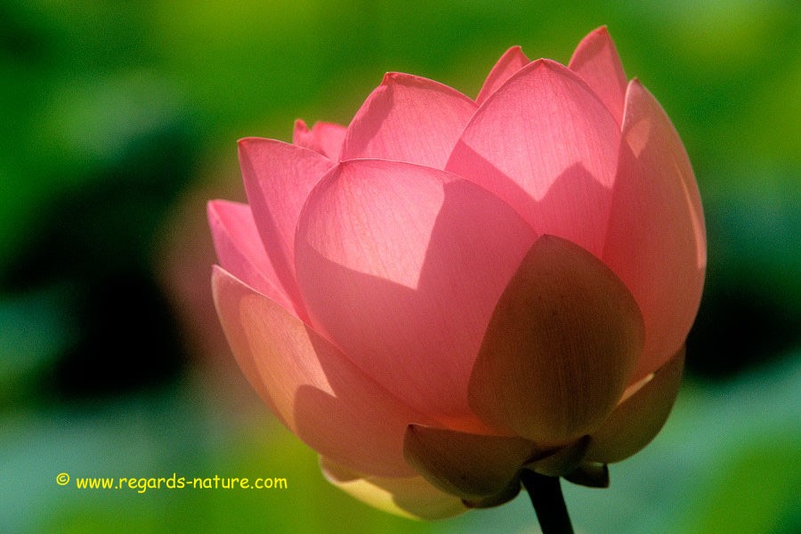 Lotus d’Asie - surimpression<br>(Nelumbo nucifera)