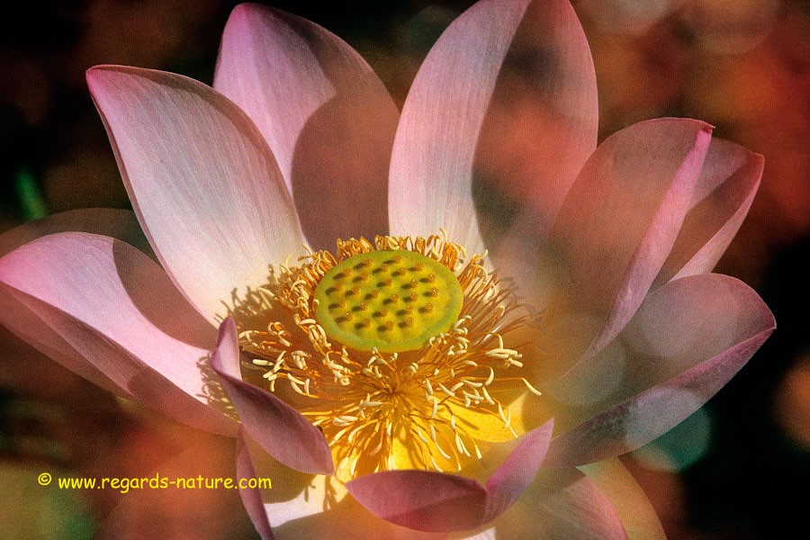 Lotus d’Asie - surimpression<br>(Nelumbo nucifera)