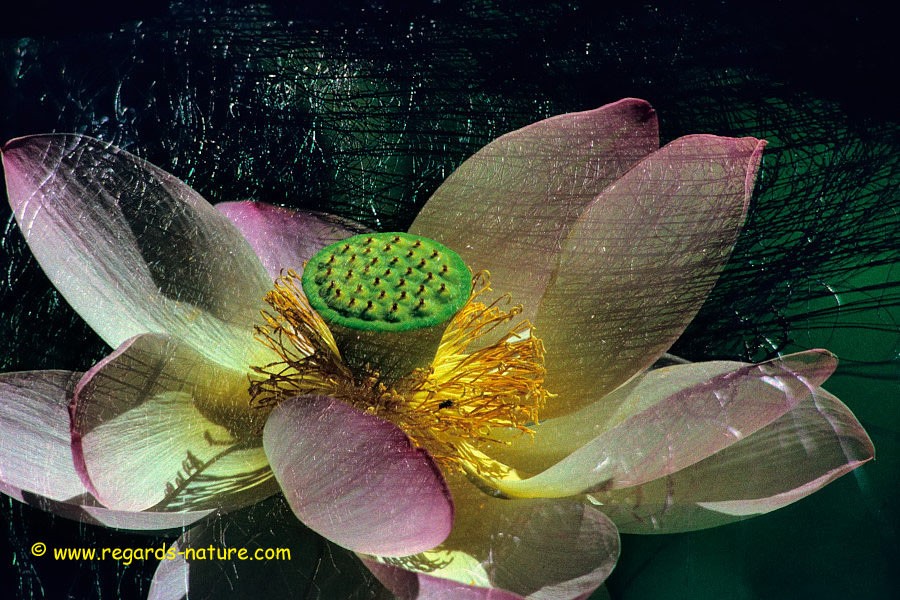 Lotus d’Asie - surimpression<br>(Nelumbo nucifera)