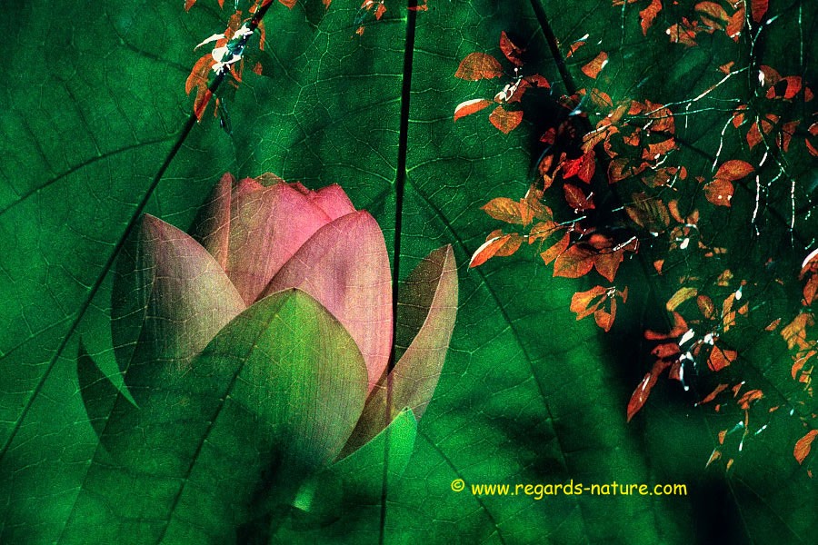 Lotus d’Asie - surimpression<br>(Nelumbo nucifera)